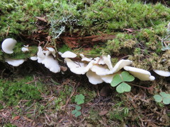 Oxalis montana image