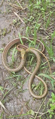 Chironius spixii