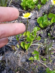 Caltha biflora