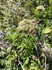 Ligusticum apiifolium