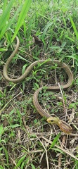 Chironius spixii