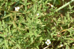 Gratiola brevifolia
