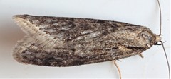 Semioscopis inornata