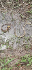 Chironius spixii