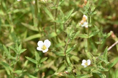 Gratiola brevifolia
