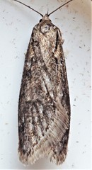 Semioscopis inornata
