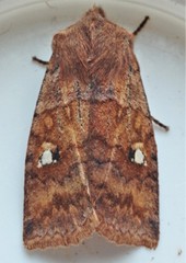 Eupsilia tristigmata