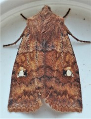 Eupsilia tristigmata