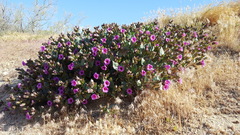 Mirabilis multiflora pubescens