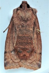 Eupsilia tristigmata