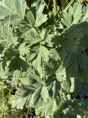 Ligusticum apiifolium