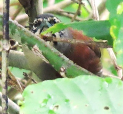 Pheugopedius mystacalis