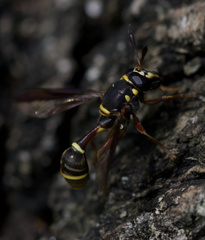 Polybiomyia bellardii