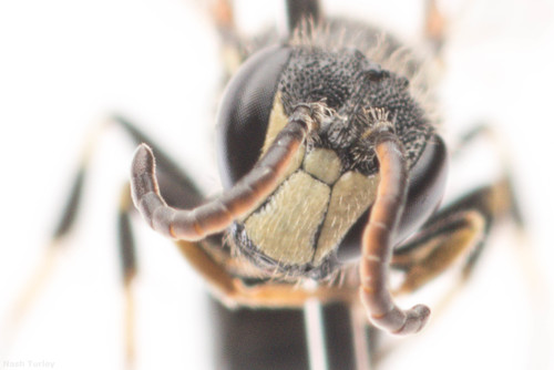 Hairy masked Bee photo 5