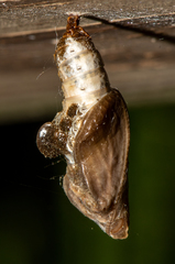 Limenitis arthemis astyanax