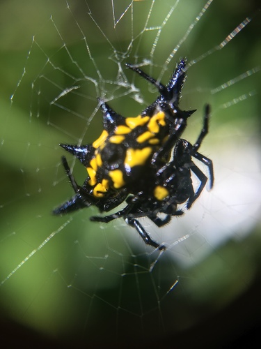 Gasteracantha rhomboidea