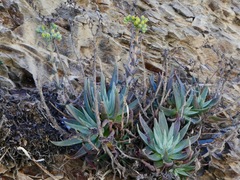 Dudleya caespitosa