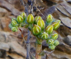 Dudleya caespitosa