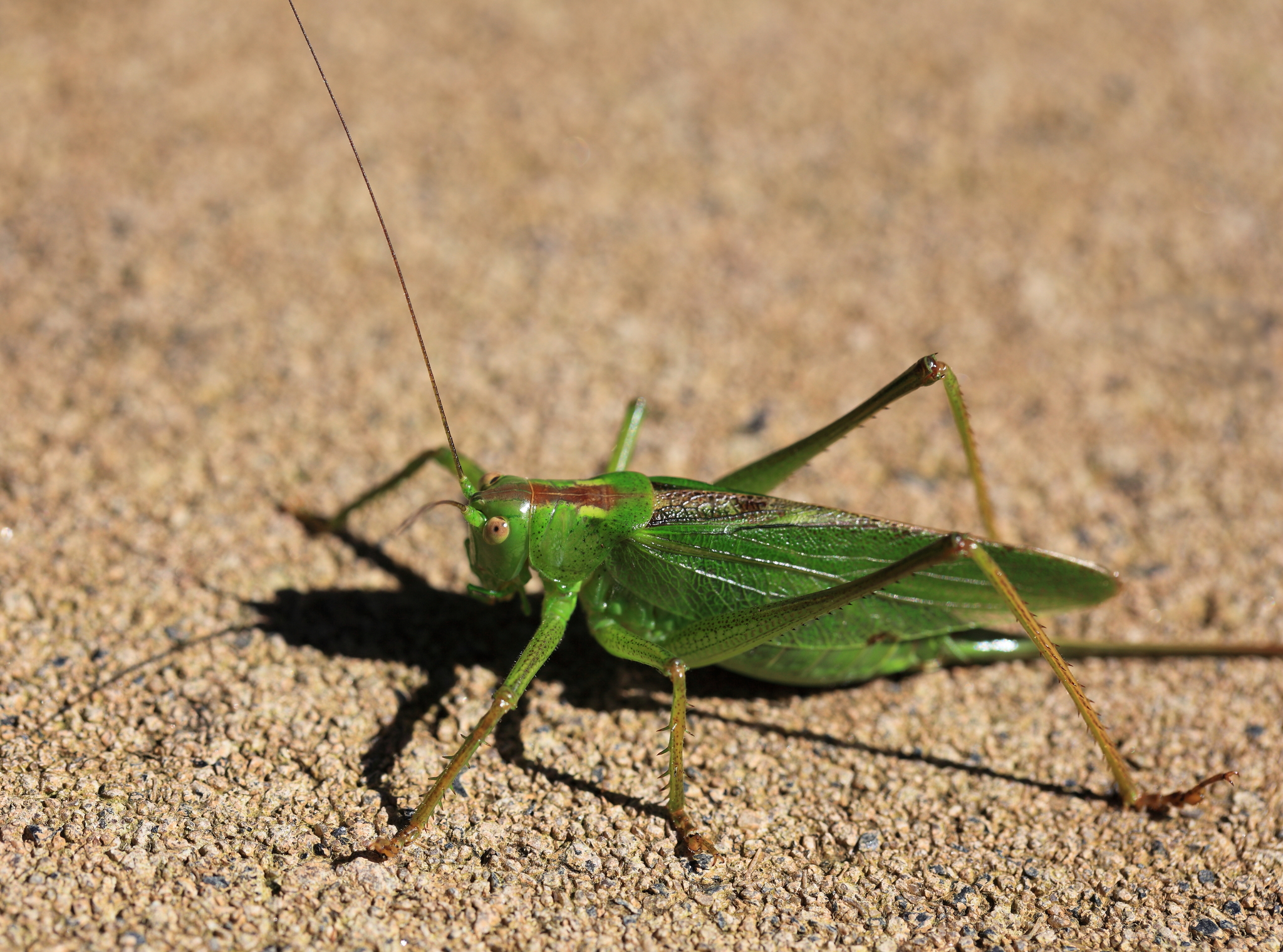 Tettigonia orientalis · iNaturalist