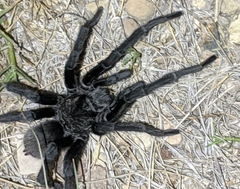 Aphonopelma gabeli