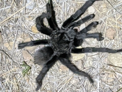Aphonopelma gabeli