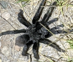 Aphonopelma gabeli