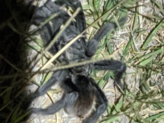Aphonopelma gabeli