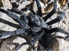 Aphonopelma gabeli