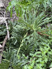 Thaumatophyllum xanadu