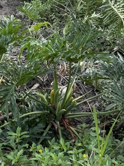 Thaumatophyllum xanadu