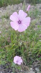 Malva trimestris