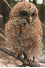 African Wood Owl photo 2