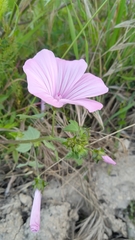 Malva trimestris