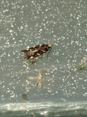 Eteobalea