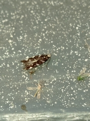Eteobalea
