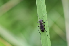 Cylindera kaleea