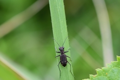 Cylindera kaleea