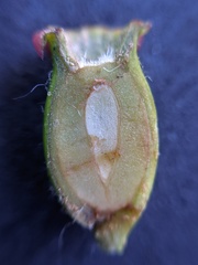 Crataegus monogyna