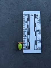 Crataegus monogyna