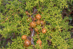 Cupressus goveniana