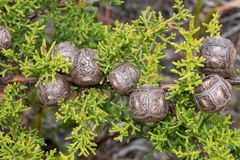 Cupressus goveniana