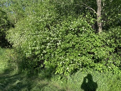 Crataegus scabrida
