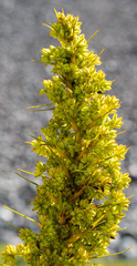 Aciphylla scott-thomsonii