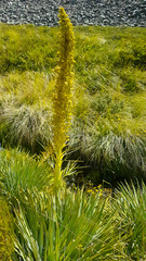 Aciphylla scott-thomsonii