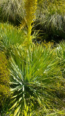 Aciphylla scott-thomsonii