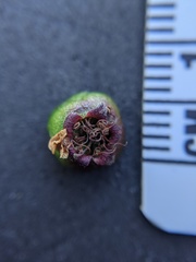 Crataegus gaylussacia