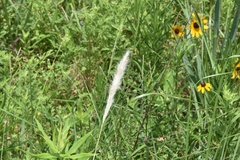 Bothriochloa longipaniculata