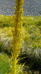 Aciphylla scott-thomsonii