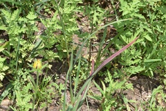 Bothriochloa longipaniculata