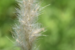 Bothriochloa longipaniculata